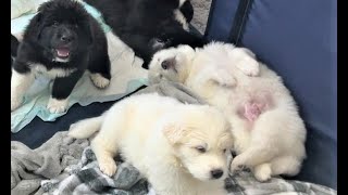 After the Great Pyrenees puppies eat and calm down back in the playpen. by DIY MY RURAL LIFE! 188 views 9 months ago 7 minutes, 48 seconds