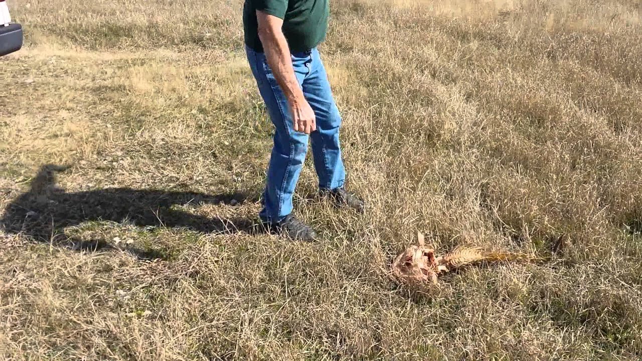 Fishing for zombie catfish YouTube