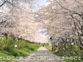 卒業のうた (Original Song)