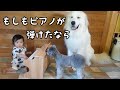 【祝!】妹が初めてピアノを弾いたら超大型犬の反応が可愛すぎましたw|グレートピレニーズ