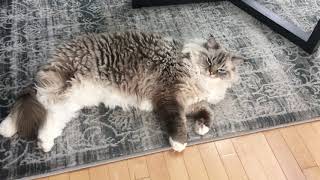 Ellie the Ragdoll gets comfortable by Ellie the Ragdoll 4,395 views 3 years ago 16 seconds