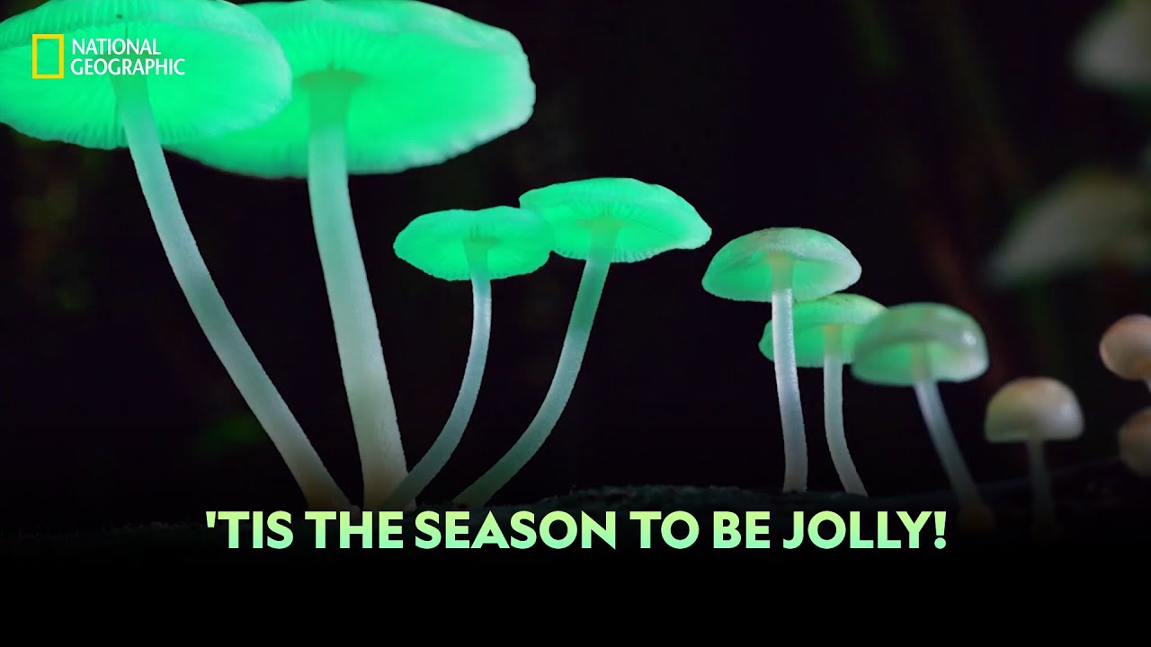 ⁣'Tis The Season To Be Jolly! | National Geographic