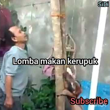 Lomba makan kerupuk dengan kambing
