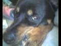 Rottweiler tryin to get his ZZZs on!