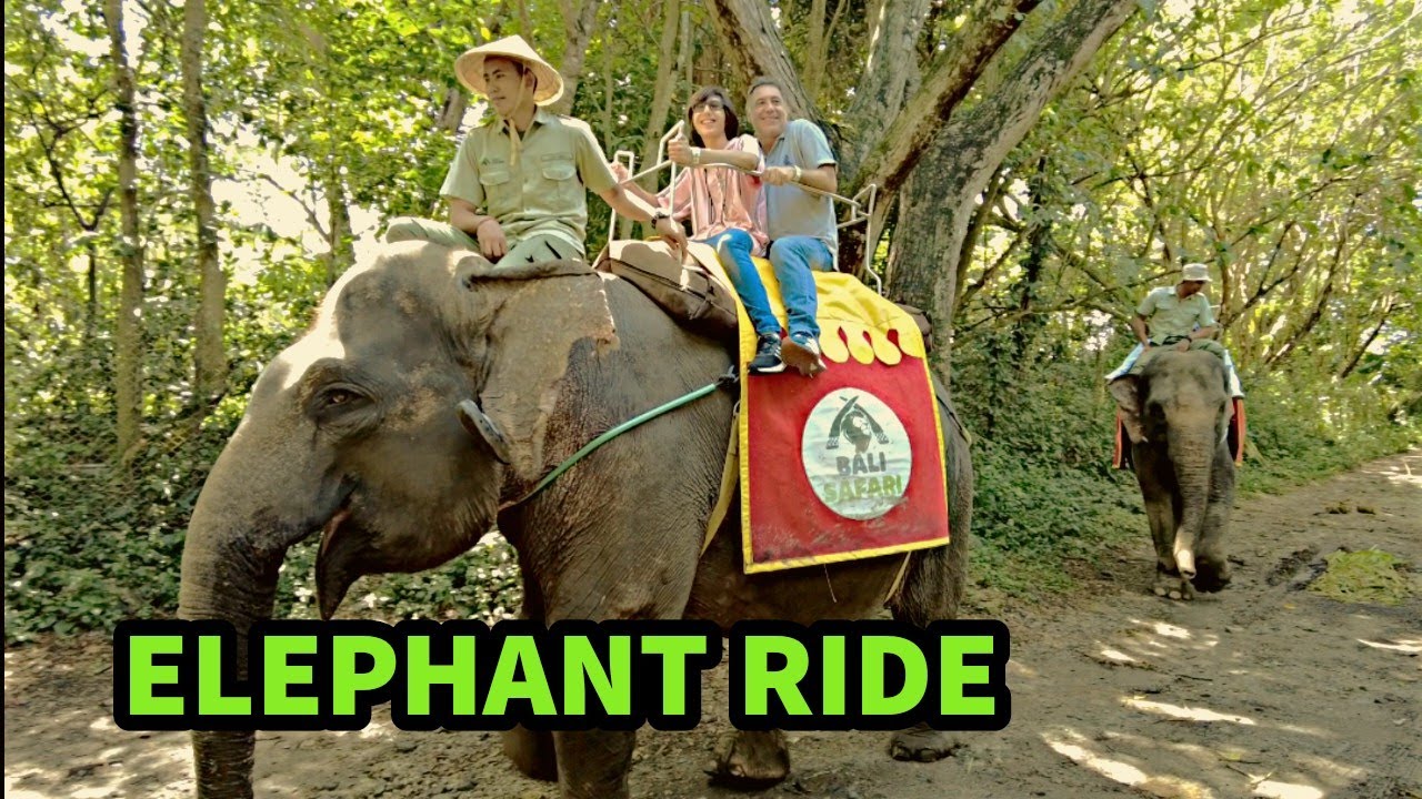 Elephant Ride Bali Safari | Naik Gajah - YouTube