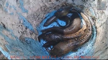 Bắt Cá Vào Mùa Khô Quá Nhiều Luôn - Bắt Cá Lóc Đồng Mùa Nước Cạn