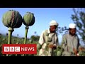 Afghanistan's booming drugs trade under Taliban rule - BBC News