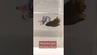 cupang mustard gas monkey face|beta fish mustard gas