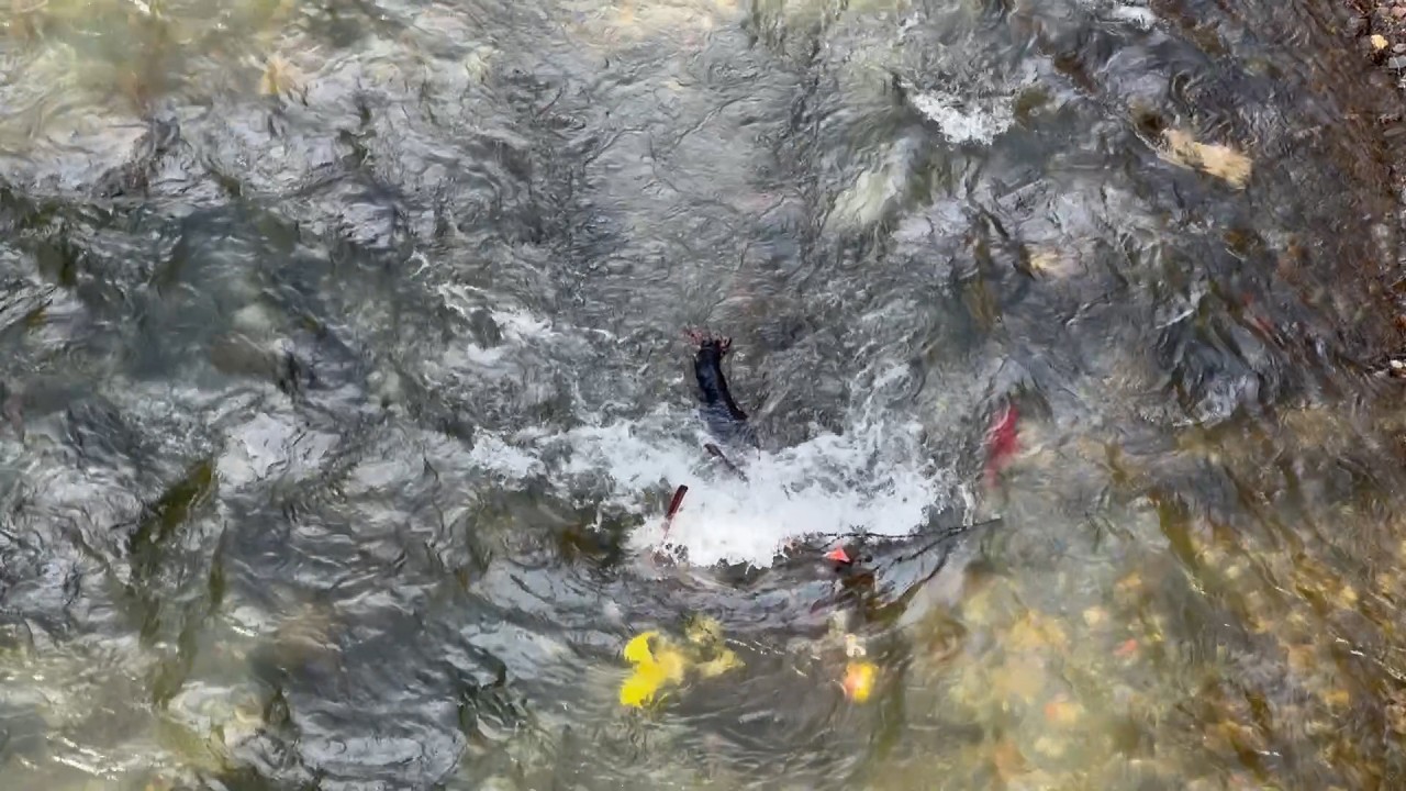 Kreozan u dvorištima, mrtvi psi u reci (UZNEMIRIJUĆI SADRŽAJ)