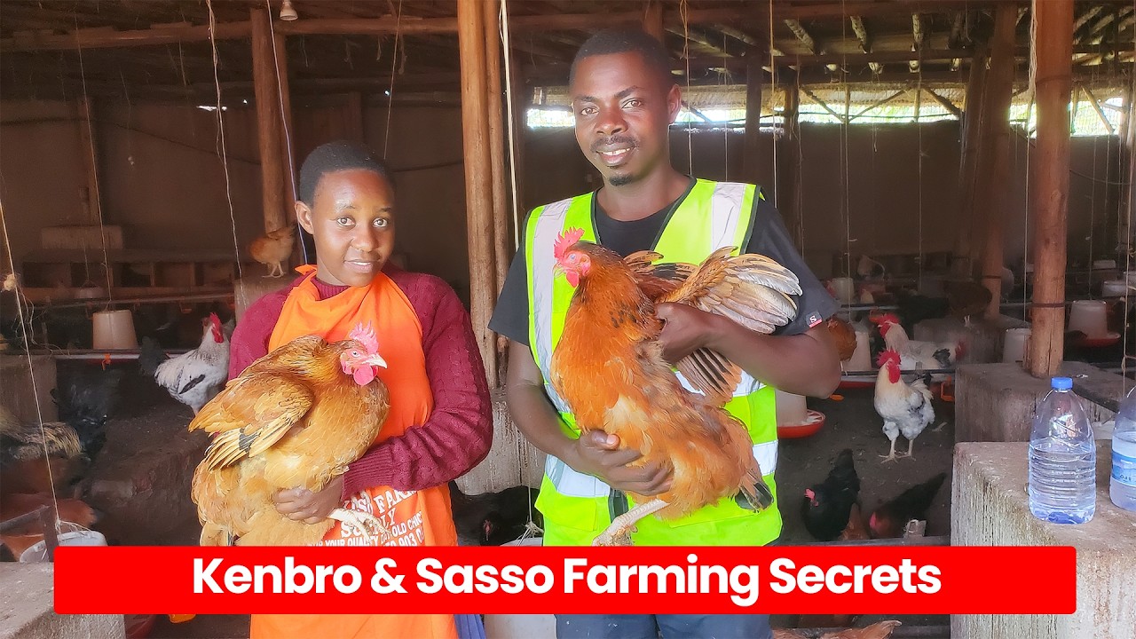 Kenbro How to Make UGX 5 Million Monthly from Kenbro & Sasso Chicken Farming ...