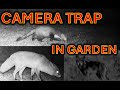 Camera Trap Fox And Beech Marten In The Garden