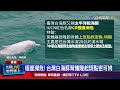 極度瀕危！ 台灣白海豚背鰭隆起斑點密可辨