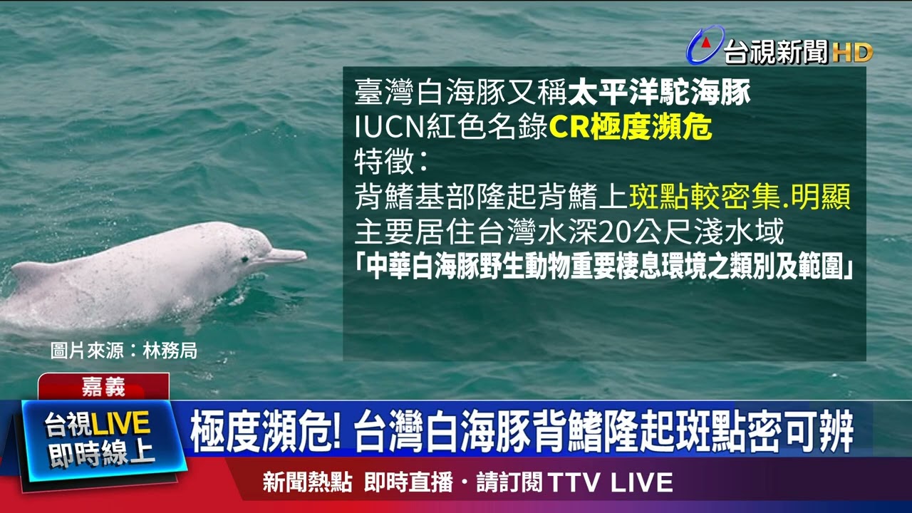 Critically Endangered! Taiwan White Dolphins Identified by