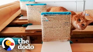 Senior Cat Has Stairs Built For Him To Reach Cuddles With His Favorite Person | The Dodo