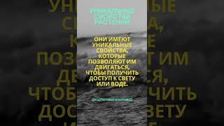 Уникальные свойства растений #shorts