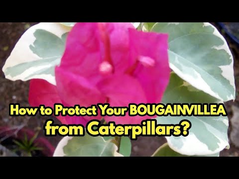 Video: Bougainvillea Looper Caterpillar - Bougainvillea Caterpillar -vaurioiden pysäyttäminen