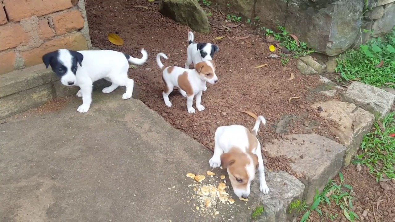 kerala dog puppies YouTube