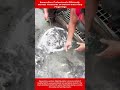 Aquaculture Professionals Efficiently Harvest Thousands Of Vibrant Grass Carp Fingerlings