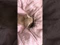 ふみふみしながらちゅぱちゅぱ食べるよ💗