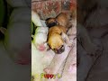 かわいい子犬の日常 #koreaPuppies #japanDogs
