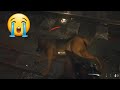 Killing Dogs On Call of Duty Vanguard (SAD)