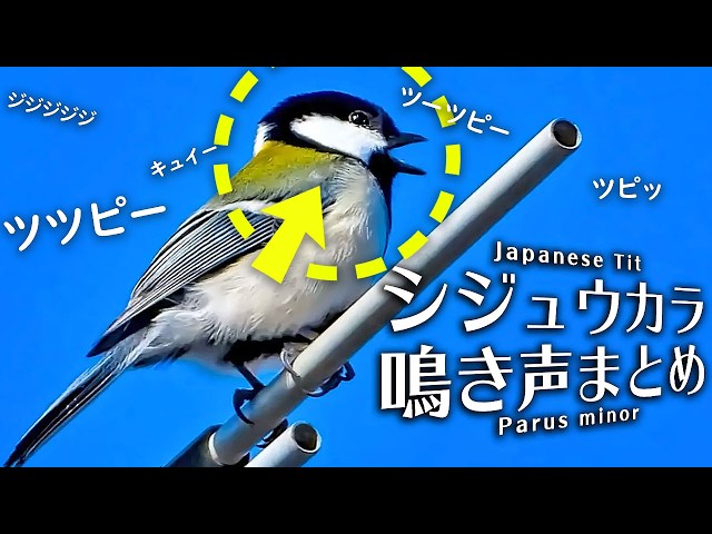 シジュウカラの鳴き声20種以上（さえずり、地鳴き等）野鳥の鳴き声