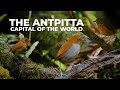 Visiting the antpitta capital of the world  cheep