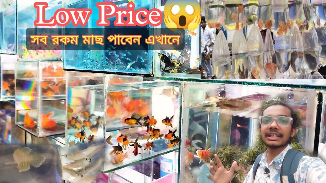 GALIFF STREET FISH MARKET KOLKATA । RECENT AQUARIUM Fish Price In