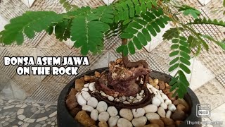 Cara Membuat Bonsai Asem Jawa On The Rock||Bonsai Asem Jawa dari Biji