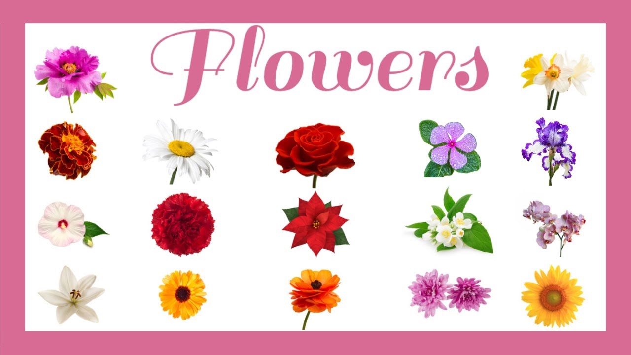 🌹 Pronouncing Most Common Flowers in English YouTube