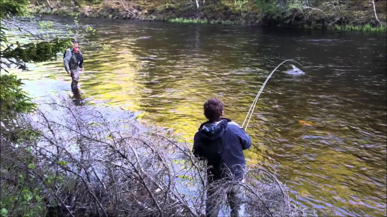 Frontside Salmon Insane fly fishing evening in Sweden frontsidefly