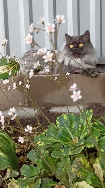 Котик отдыхает #жививмоменте #васька #funny #кот #котики #cat #милота # ...