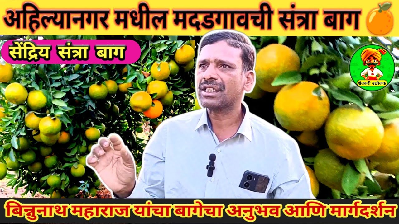 अहिल्यानगर मधील मदडगाव ची संत्रा बाग #orange #santra #farmer #orangefarm #ahilyanagar #madadgaon