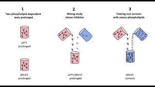 The Lupus Anticoagulant Panel