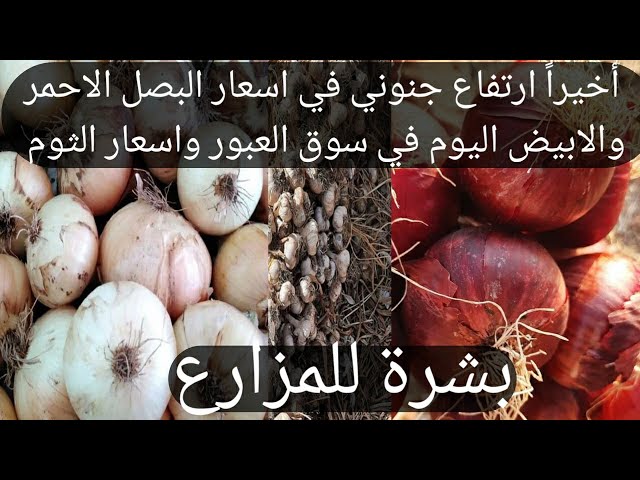 ارتفاع جنوني في اسعار البصل الاحمر والابيض اليوم في سوق العبور واسعار الثوم  - YouTube