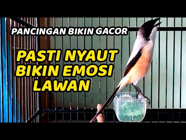 CENDET GACOR SUARA 100% AMPUH UNTUK PANCINGAN CENDET MANAPUN AUTO NYAUT BUNYI GACOR DOR class=