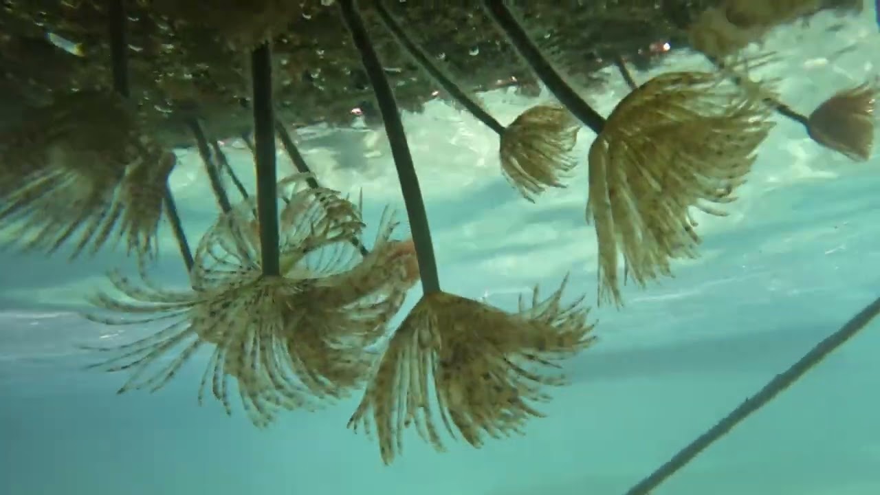 Kamuflaža za dobar ribolov 