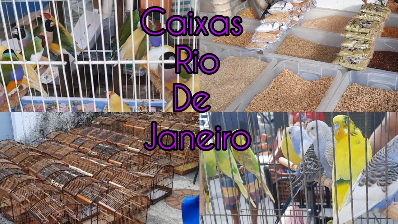 FEIRA DE CAXIAS, HOJE FOI TUDO DE BOM 👍
