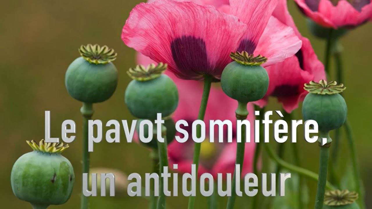 Pavot - Définition, bienfaits, utilisation