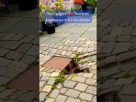 ???? What is the cute Cat looking for?????Norway ???????? Stavanger