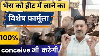 भैंस को हीट में लाने का ऐसा तरीका जो 100 %  ग्याभिन ठहराएगा Buffalo Heat Formula