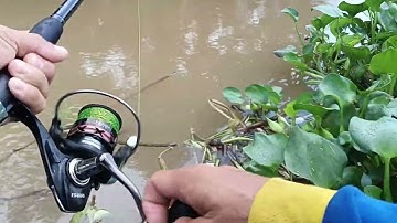 Câu cá dồ đém basa thật thú vị 