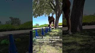 The Cavaletti Variation That Rebuilds Turning After Years of Straight-Line Walking 🐕