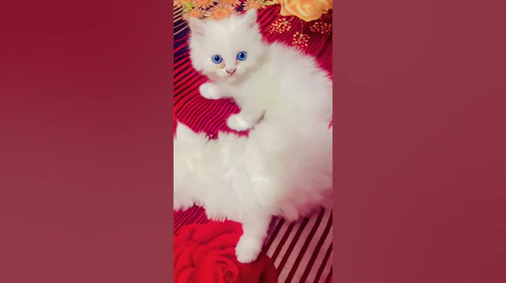 Video 11781081: persian cat white colour, eyes white persian cat, blue eyes persian cat