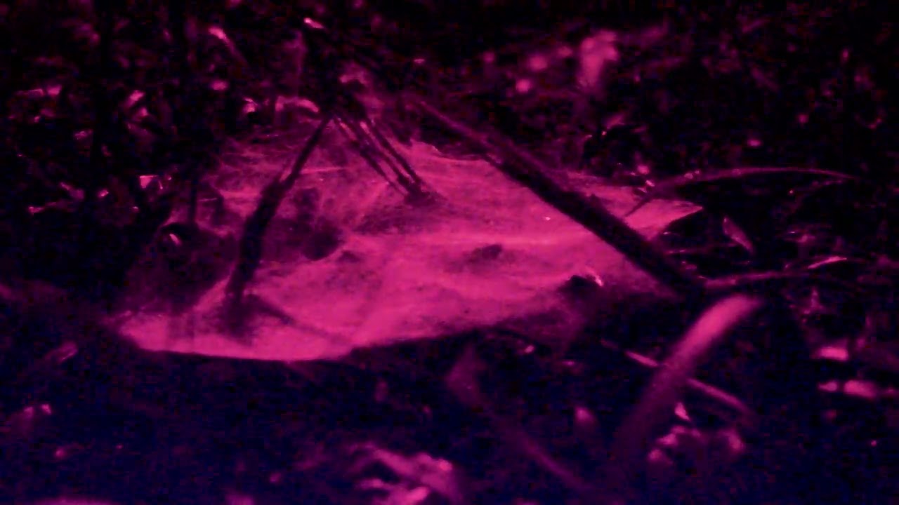 Spider Web reflects UV with moisture