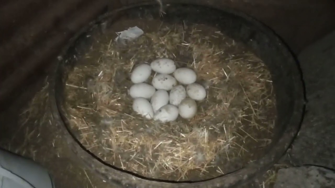 Gurk kaz nasıl yatırılır kaç yumurta koyulur kaz kuluçkaya yatıracaklar izlesin