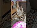 So strong! See how strong bunny mofu is! #mofu #bunny #rabbit #cute #funny #かわいい #可愛い #ふわふわ #おもしろ