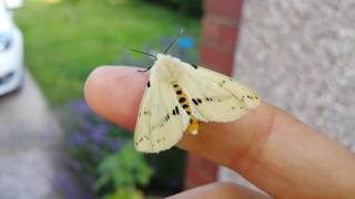 Buff Ermine Pokémon Moth 😂
