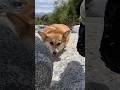 岩の間を縫って進むコーギー / A Corgi weaving through the rocks. #コーギー #corgi