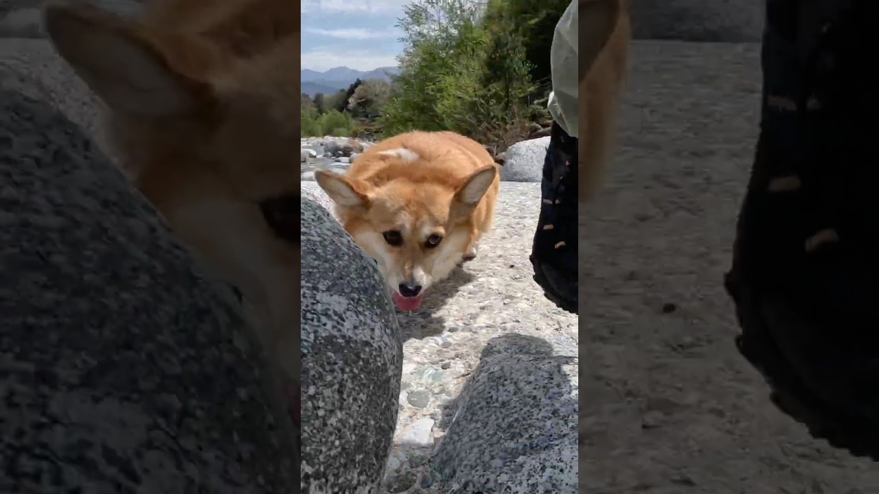 岩の間を縫って進むコーギー / A Corgi weaving through the rocks. #コーギー #corgi